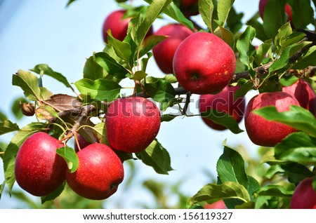 Red Apples On The Tree