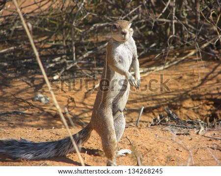 Cape ground squirrel female
