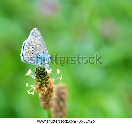 butterfly on wilting flower