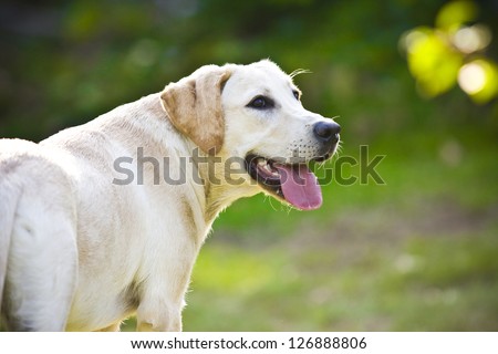 Labrador retriever