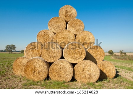 Golden hay bale collected