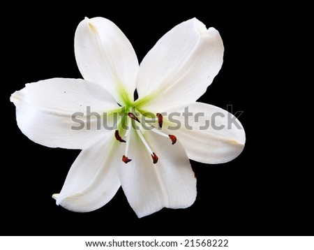 clip art easter lily. A single white easter lily