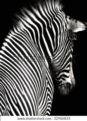 A black and white zebra image at an interesting angle showing head and shoulders.  The zebra is facing slightly away from the camera and is isolated on a black background.