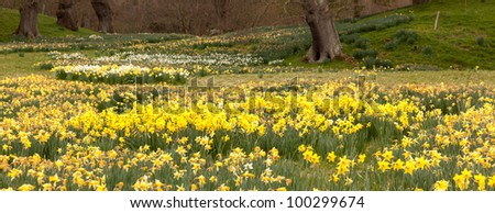 Panorama of banks of daffodil flowers with distant trees