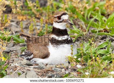 Close up shot of Killdeer bird at nesting time sitting with chicks and eggs on nest