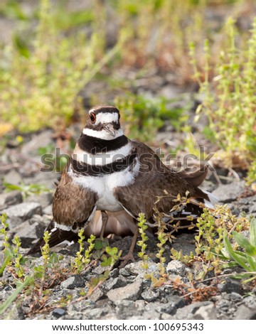 Close up shot of Killdeer bird at nesting time and defending its young with aggressive dance