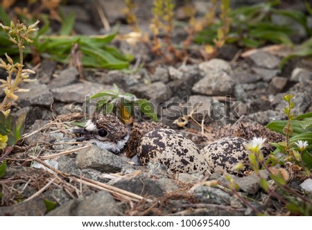 chick in nest