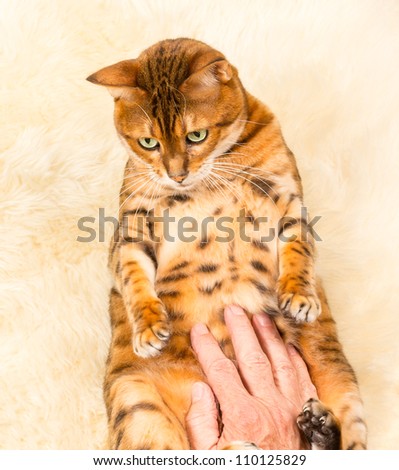 Orange and brown bengal kitten cat playing on a wool rug