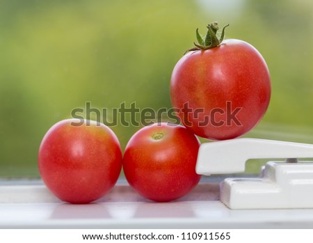 Row of home grown tomatoes ripening on window sill in sunshine