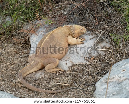 Galapagos land iguana lizard on rock in Galapagos Islands Ecuador