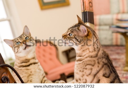 Orange and brown bengal kitten cat looking at reflection in mirror