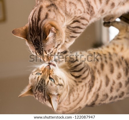Orange and brown bengal kitten cat looking at reflection in mirror