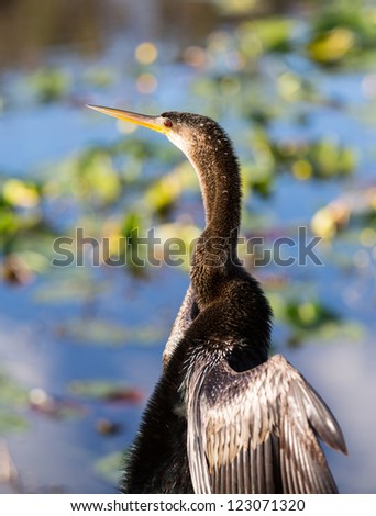 Backlit anhinga bird sitting on sign in Florida Everglades and stretching its wings to dry