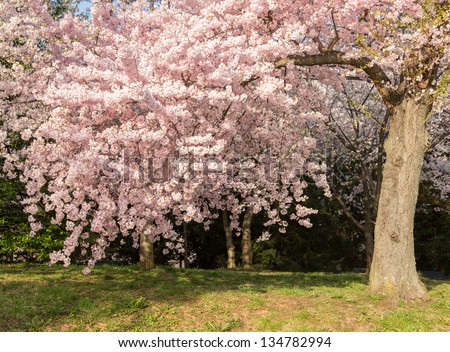Detailed photo of a bunch of bright japanese cherry blossom flowers in Washington DC against the woods background to give warm floral image