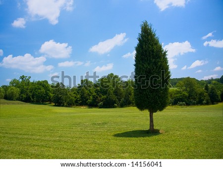 Single evergreen tree in the lawn of a large garden with trees in the distance