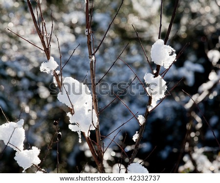 Blobs of snow melting on bare winter twigs