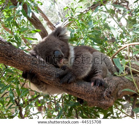 Close up of Koala Bear in Australian Eucalyptus tree