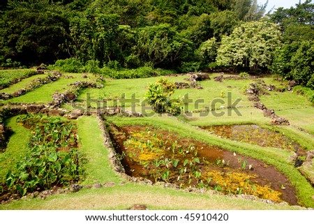 Example of terraced gardens in Kauai showing different plant types