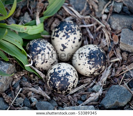 Killdeer birds lay their eggs in gravel on the ground and the birds hatch ready to fly