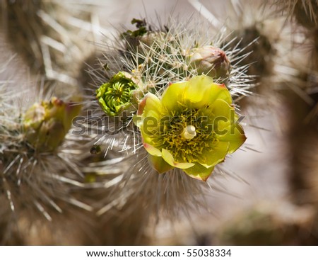 Bright yellow flower of the Barrel Cactus plant in desert in bloom after rainfall