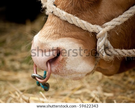 Copper ring in the nose of a bull at agricultural fair