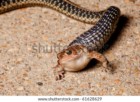 stock photo : Garter snake