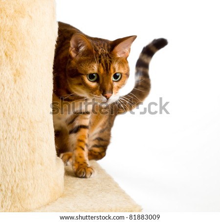 Golden colored bengal cat creeping around the side of wool covered climbing frame and peeping at the camera