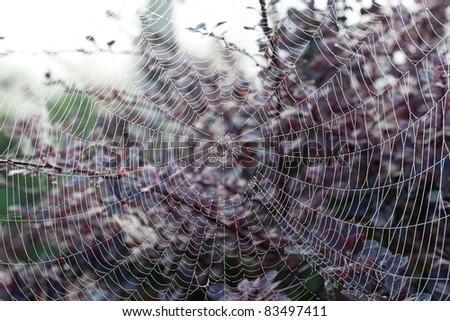 Dew drops on the strands of a silky spiders web with out of focus flowers in the background