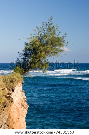 Single hardy tree clinging to cliff face overhanging the rough sea