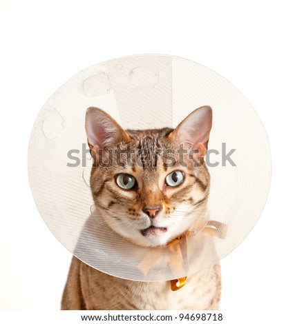 Bengal cat looking sad in neck collar to stop it licking a wound
