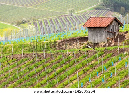 Pattern of rows of grape vines in vineyard in Castell Germany in spring as the first buds appear on the old vine as the leaders are tied to the wire framework