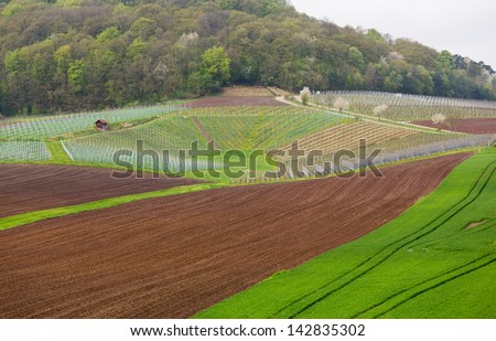 Pattern of rows of grape vines in vineyard in Castell Germany in spring as the first buds appear on the old vine as the leaders are tied to the wire framework