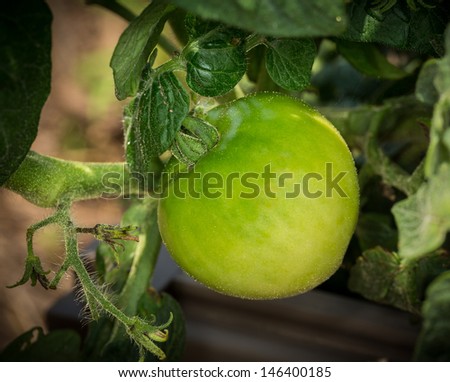 Macro close up of green organic tomatoes on the plant in vegetable garden with detailed focus on the skin and texture of the fruit