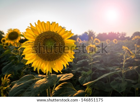 Field full of sunflowers in the late evening as the sun sets low in the sky backlighting the brilliant flowers with lens flare from the sun in the frame