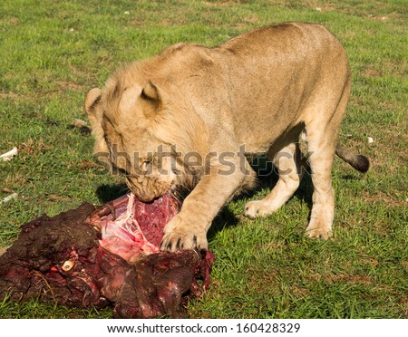 Close up of young lions eating raw meat in the wild savannah in South Africa