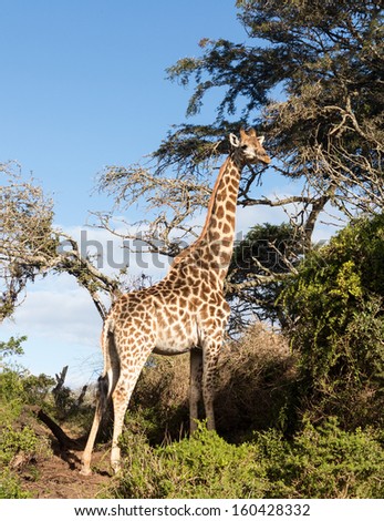 Close photo of tall African giraffe looking down at the camera from munching at leaves in the trees