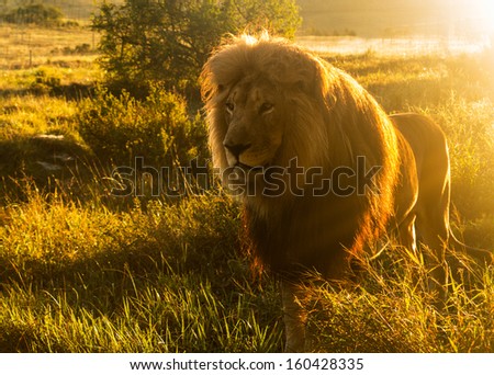Close up of an old large male lion with the sun shining brightly on his mane in the wild savannah in South Africa