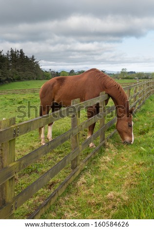 Grass is always greener on the other side of fence as horse stretches to reach its meal and chews the meadow grass
