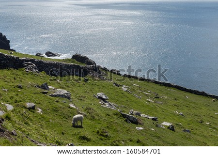Sheep graze along the coastline of the western point of County Kerry near Dingle in Ireland or Eire