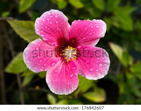 Large red hibiscus flower in Hawaiian garden wtih dew or rain drops on the petals and well separated from the darker green background