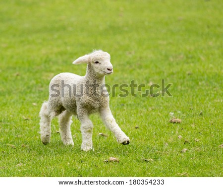 Small cute lamb gambolling in a meadow in New Zealand farm