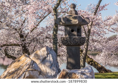 Ancient Japanese stone lantern is in front of cherry blossoms in Washington DC during Cherry Blossom Festival