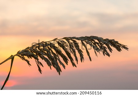 Silhouette of sea oats plant and leaves against the rising sun in South Florida beach