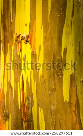 Close up of the colorful bark and tree trunk of the Rainbow Eucalyptus tree in Hawaii, USA