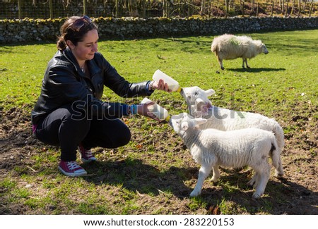 Caucasian woman in welsh field feeding two newborn lambs with milk from feed bottles with sheep in background