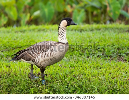 Nene duck or goose in Hanalei Valley with Taro plant pools or ponds in background on island of Kauai, Hawaii