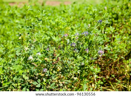 cuphea flower