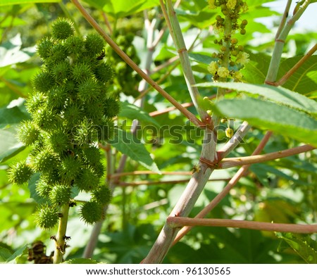 Biodiesel is produced from the seed pods of castor bean plants