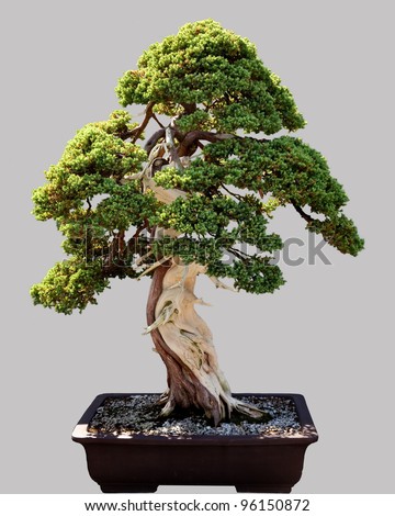 Bonsai  on Japanese Bonsai Tree Isolated Against Grey And Standing In Small Pot