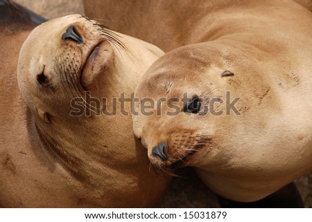 pair of california sea lions off of a pier in monterey california